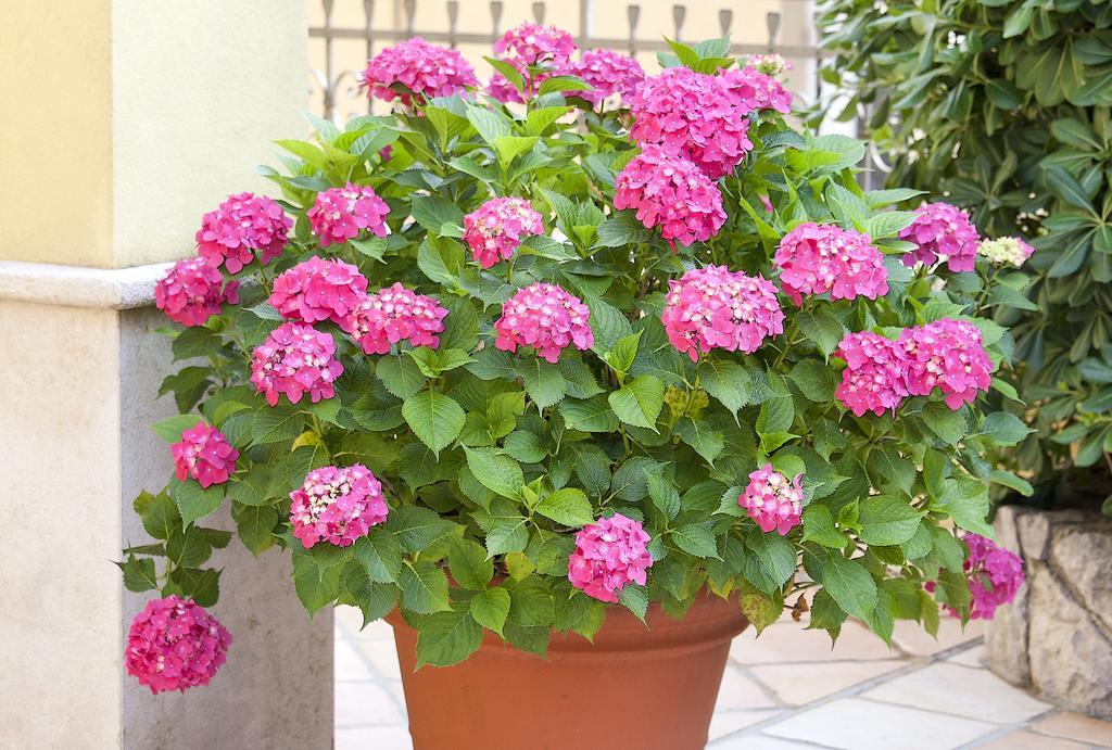 Apartments Hortensia Opatija Buitenkant foto